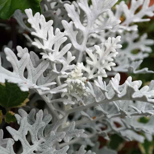 Seminte flori Cineraria (Senecio maritima) 0.05g