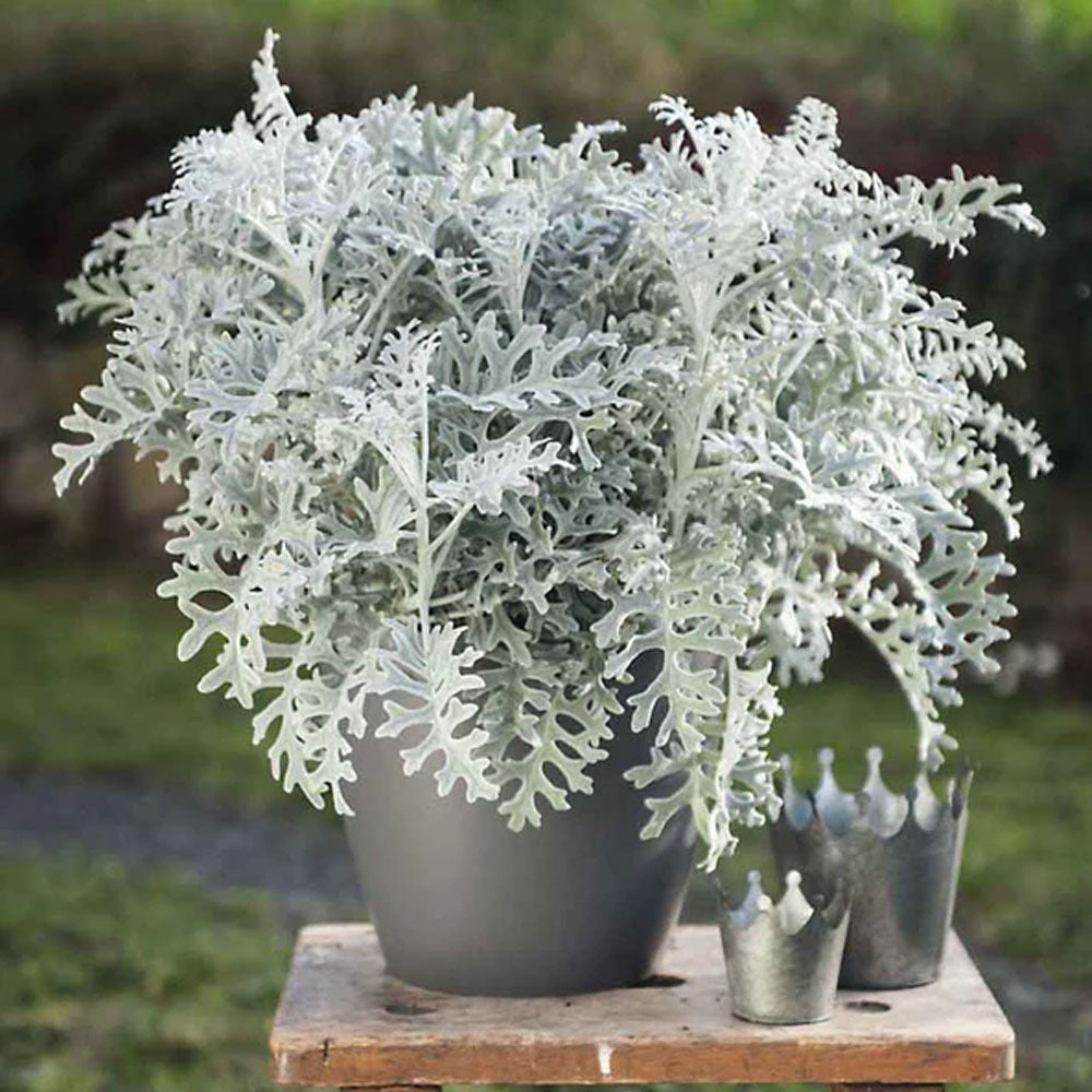 Seminte flori Cineraria (Senecio maritima) 0.05g