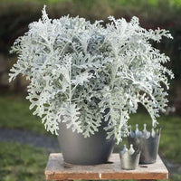 Thumbnail for Seminte flori Cineraria (Senecio maritima) 0.05g