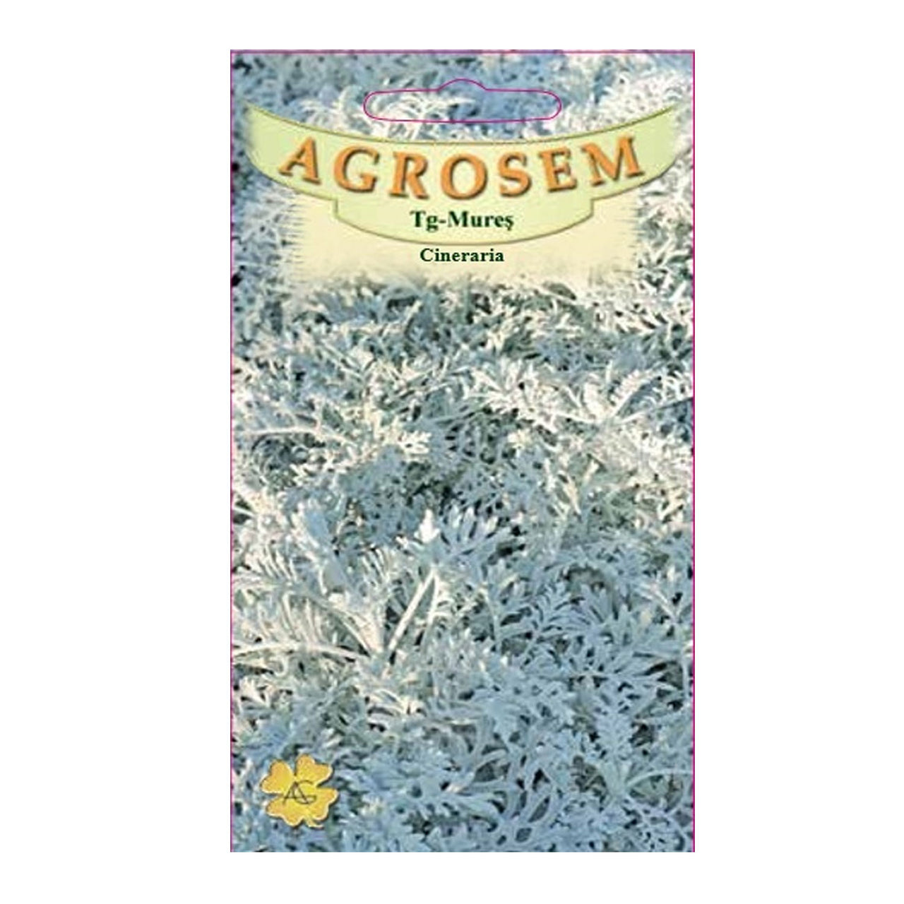 Seminte flori Cineraria (Senecio maritima) 0.05g