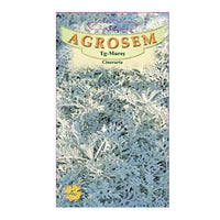 Thumbnail for Seminte flori Cineraria (Senecio maritima) 0.05g
