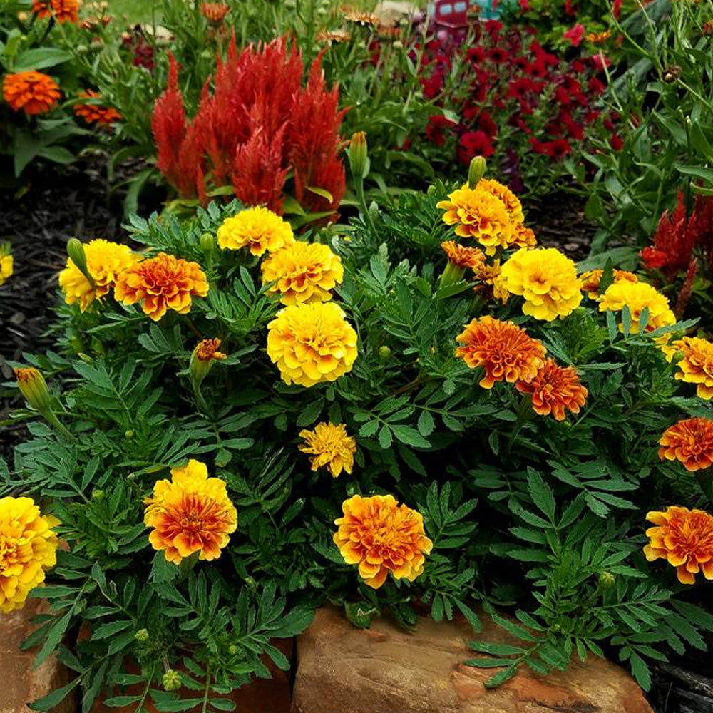 Seminte Flori Craite pitice mix 10 g