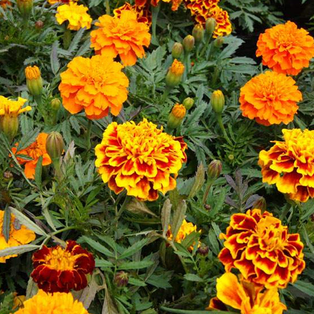 Seminte Flori Craite pitice mix 10 g