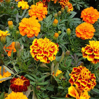 Thumbnail for Seminte Flori Craite pitice mix 10 g