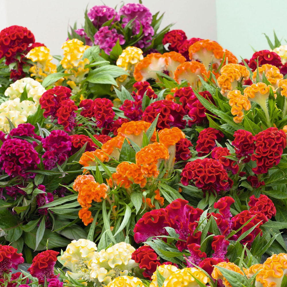 Seminte flori Creasta cocosului batuta (Celosia argentea cristata nana.) Mix 0.3g