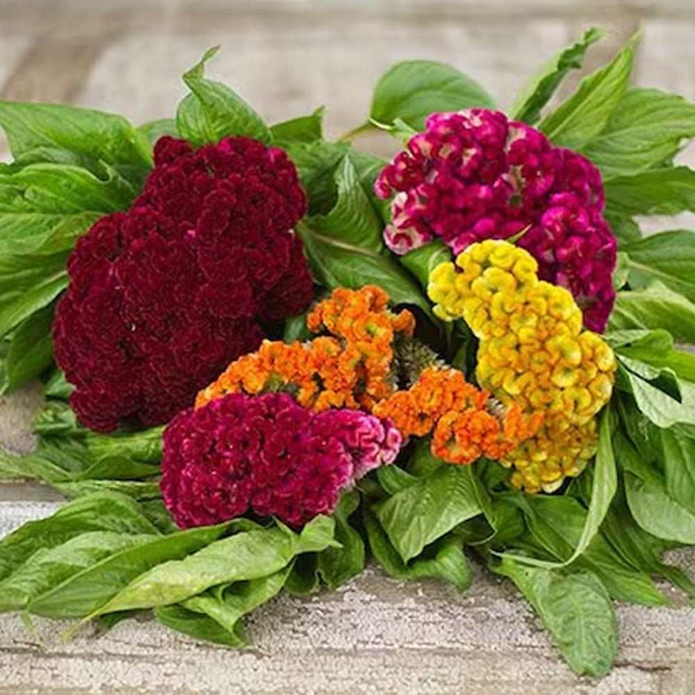 Seminte flori Creasta cocosului batuta (Celosia argentea cristata nana.) Mix 0.3g