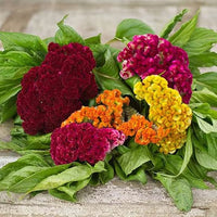 Thumbnail for Seminte flori Creasta cocosului batuta (Celosia argentea cristata nana.) Mix 0.3g