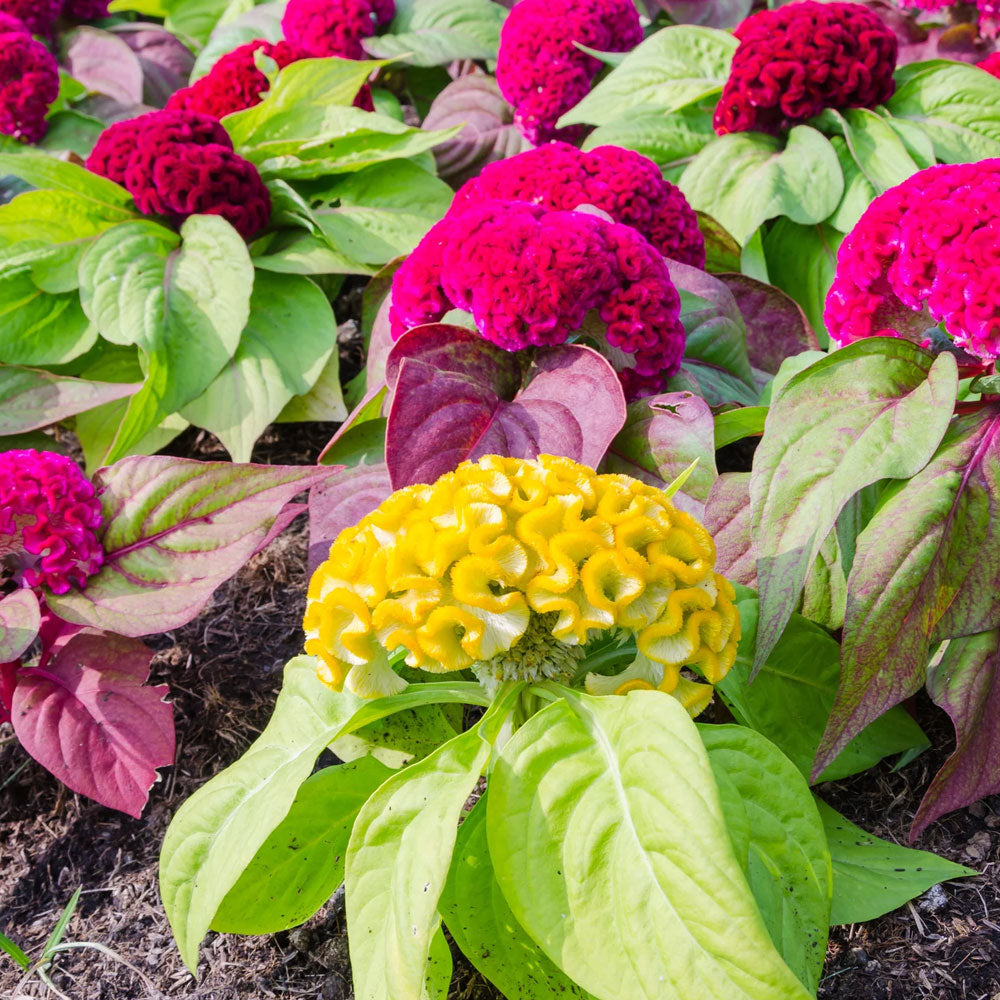 Seminte flori Creasta cocosului batuta (Celosia argentea cristata nana.) Mix 0.3g