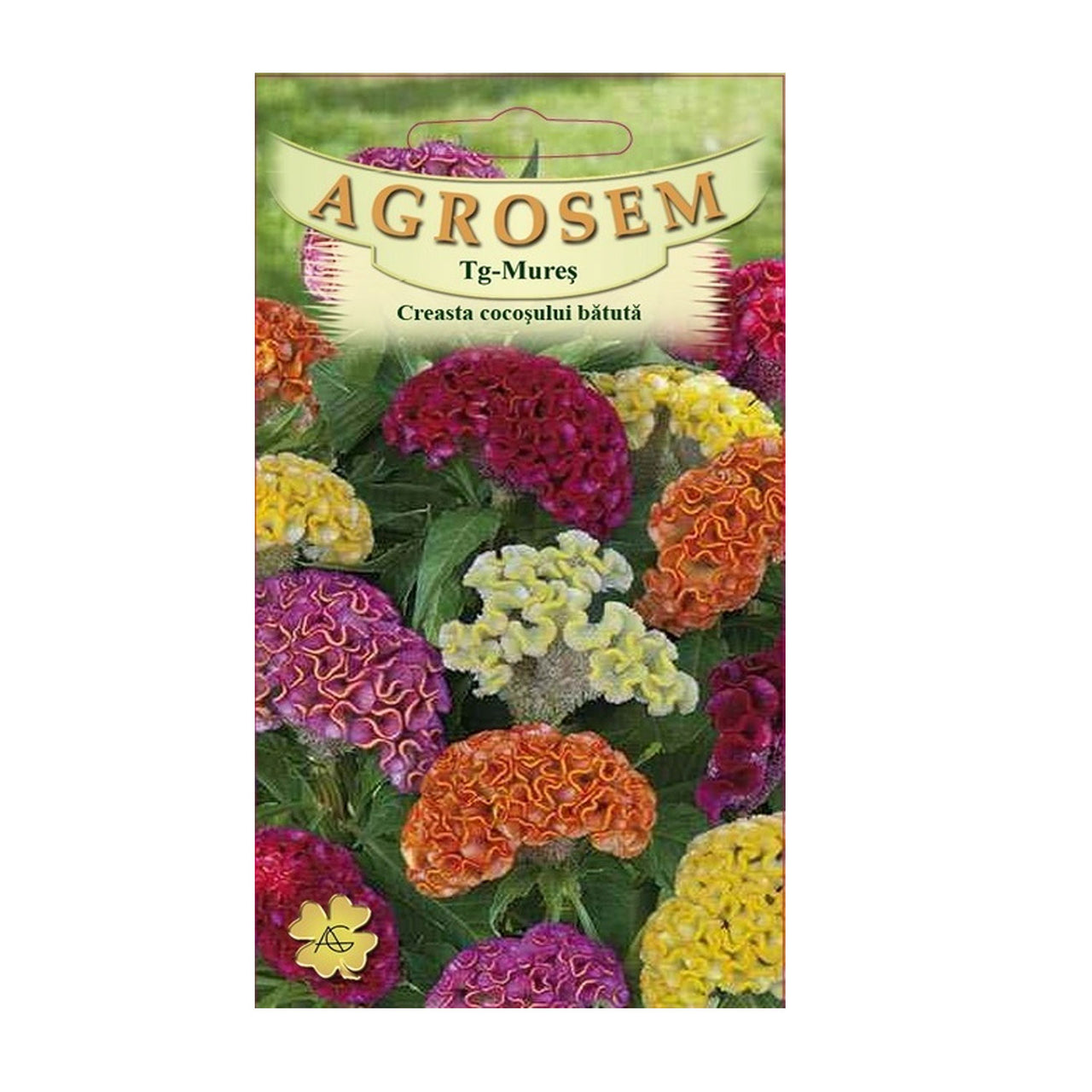 Seminte flori Creasta cocosului batuta (Celosia argentea cristata nana.) Mix 0.3g