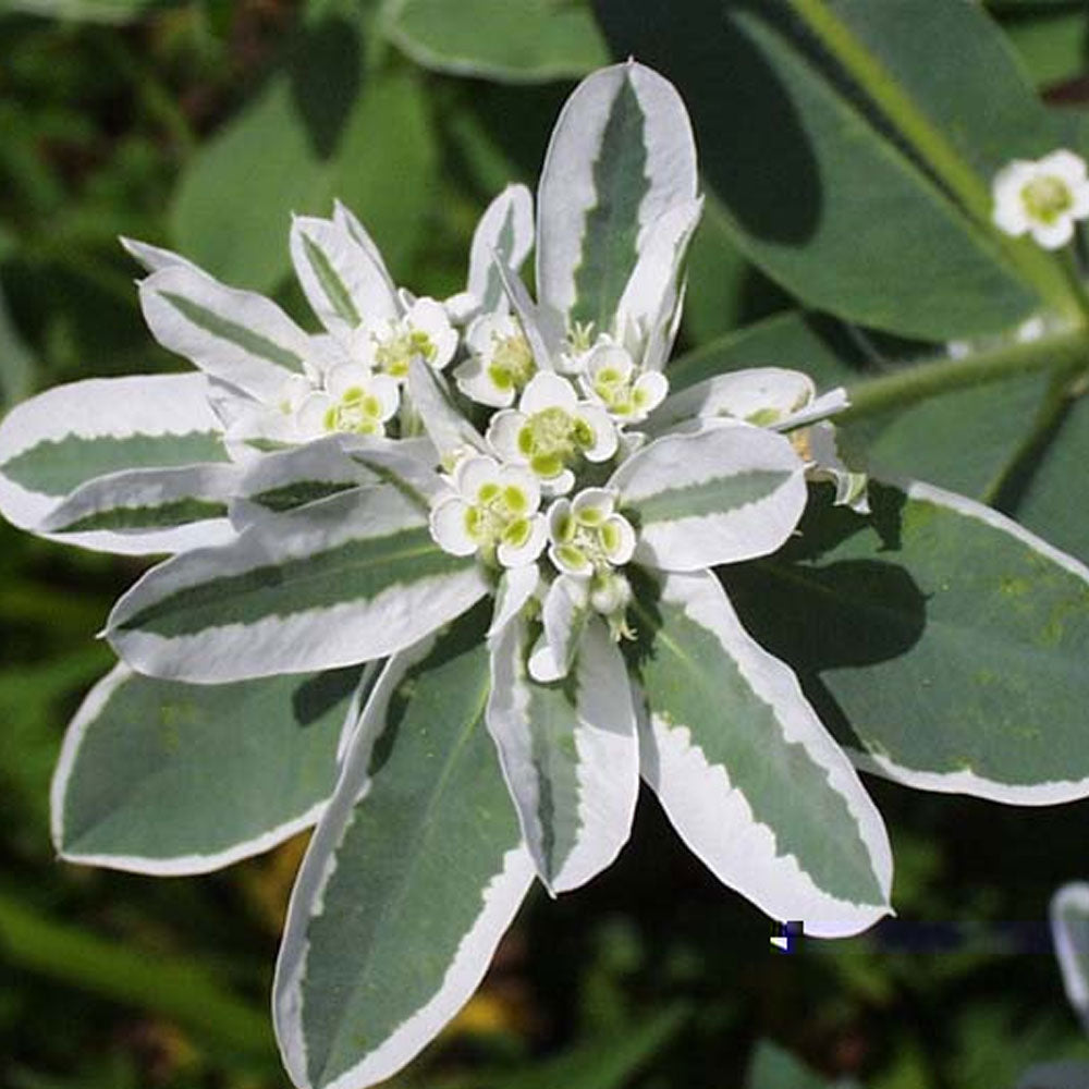 Seminte flori Euphorbia (Euphorbia marginata) 0.4g