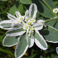 Thumbnail for Seminte flori Euphorbia (Euphorbia marginata) 0.4g