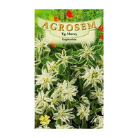 Thumbnail for Seminte flori Euphorbia (Euphorbia marginata) 0.4g