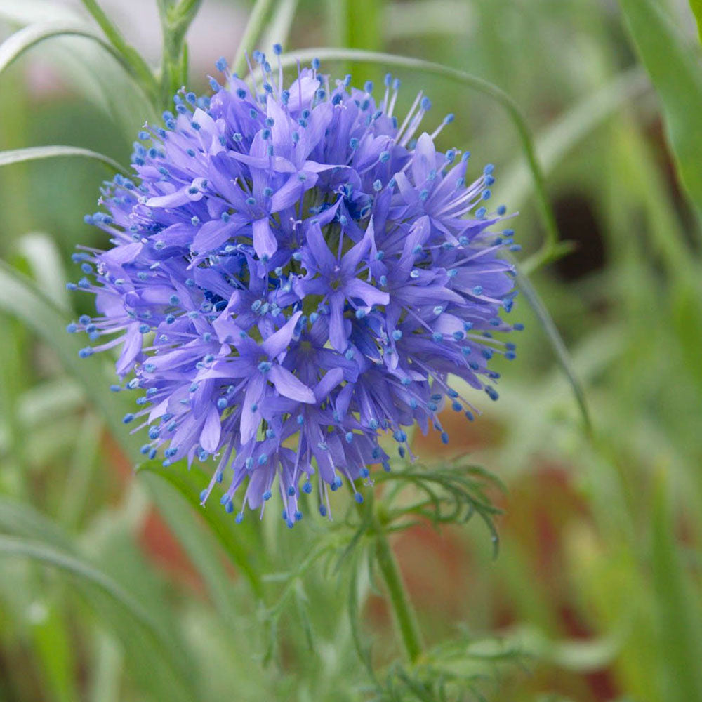 Seminte flori Gilia (Gilia capitata) violet 0.5g