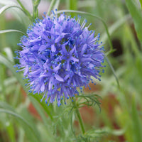 Thumbnail for Seminte flori Gilia (Gilia capitata) violet 0.5g