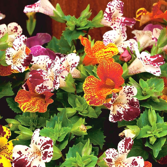 Seminte flori Mimulus (Mimulus luteus) mix 0.05g