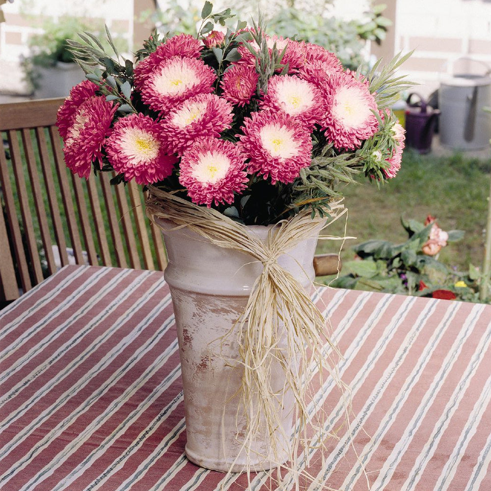 Seminte flori Ochiul boului Pompon (Callistephus chinensis) rosu cu alb 0.4g