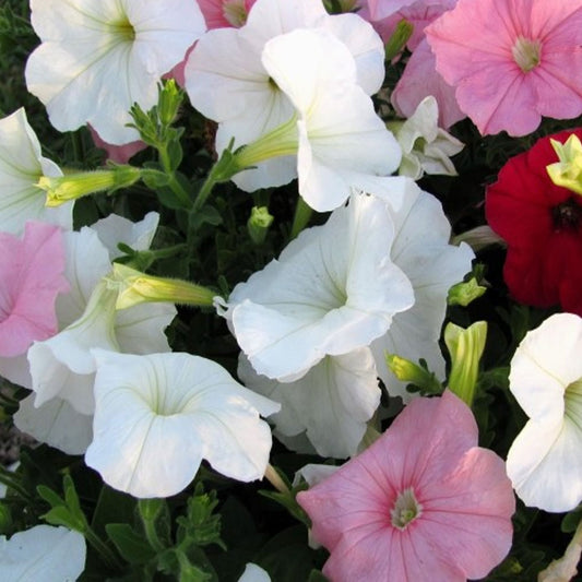 Seminte flori Petunia cu flori mici (Petunia hybrida multiflora) mix 0.25g