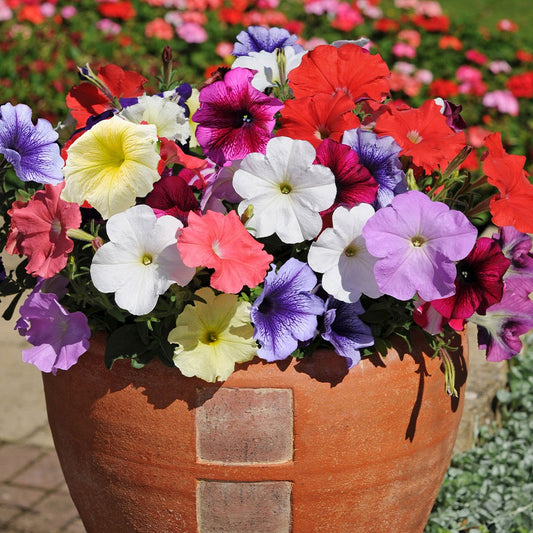 Seminte Petunia(Petunia hybrida) mix 0.1g