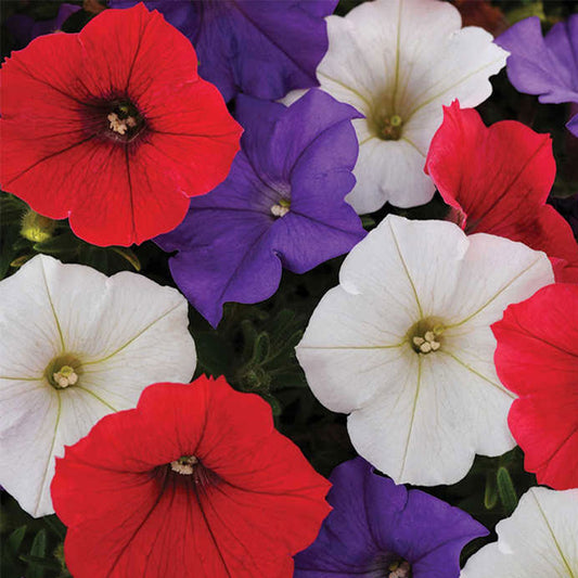 Seminte Petunia(Petunia hybrida) mix 0.1g