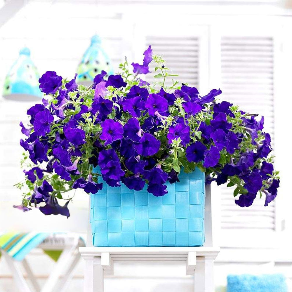 Seminte flori Petunia (Pethunia x hybrida compacta nana) mov 0.1g