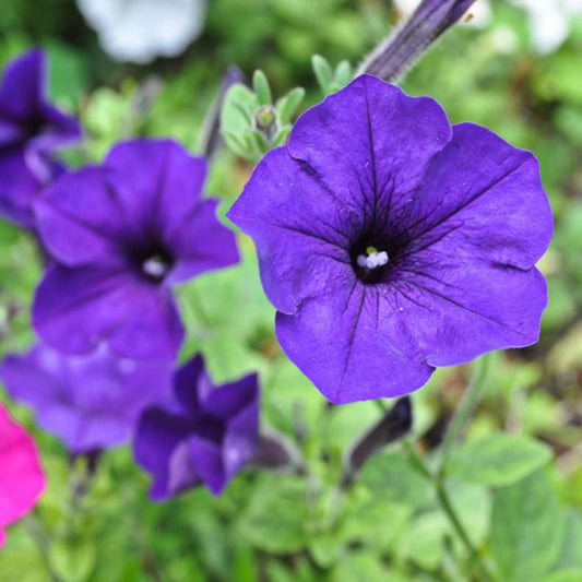 Seminte flori Petunia (Pethunia x hybrida compacta nana) mov 0.1g