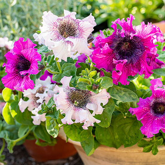 Seminte flori Petunia Superbissima (Petunia hybrida superbissima) mix 30sem