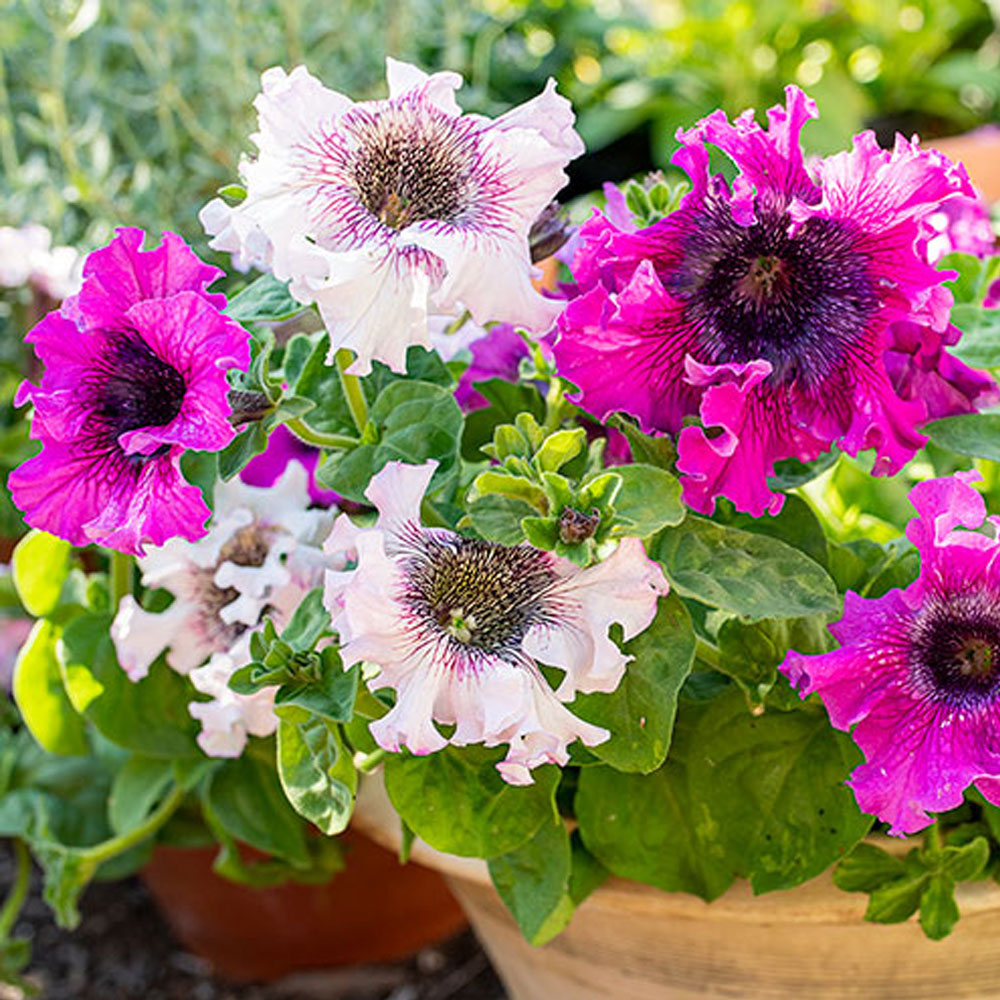 Seminte flori Petunia Superbissima (Petunia hybrida superbissima) mix 30sem