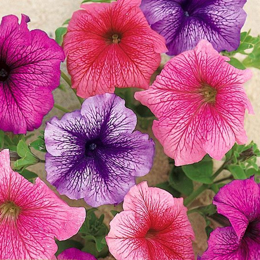 Seminte flori Petunia x hybrida grandiflora F2 mix 0.01g