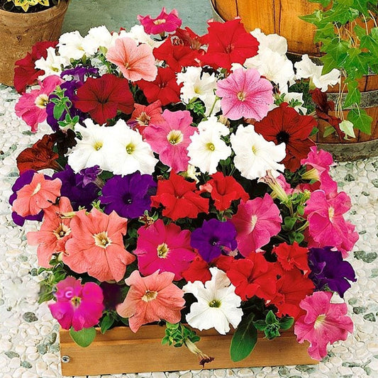 Seminte flori Petunia x hybrida grandiflora F2 mix 0.01g