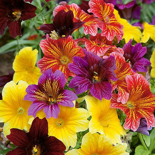 Seminte flori Trompetuta (Salpiglossis sinuata) mix 0,5g