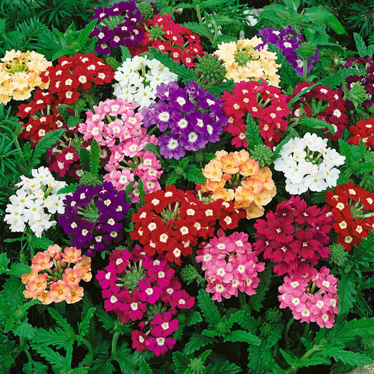 Seminte flori Verbena (Verbena hybrida) mix 0.2g