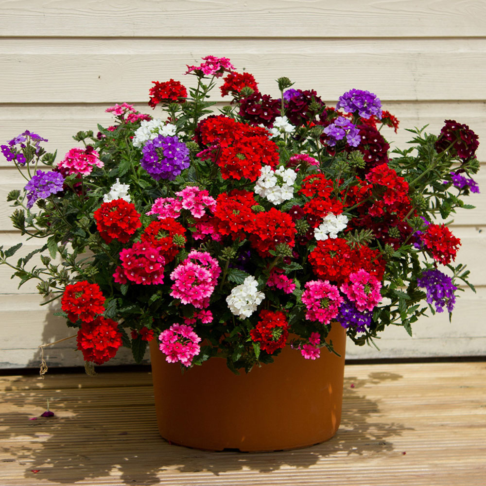 Seminte flori Verbena (Verbena hybrida) mix 0.2g