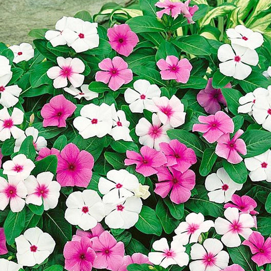 Seminte flori Vinca (Catharanthus roseus) mix 0.05g