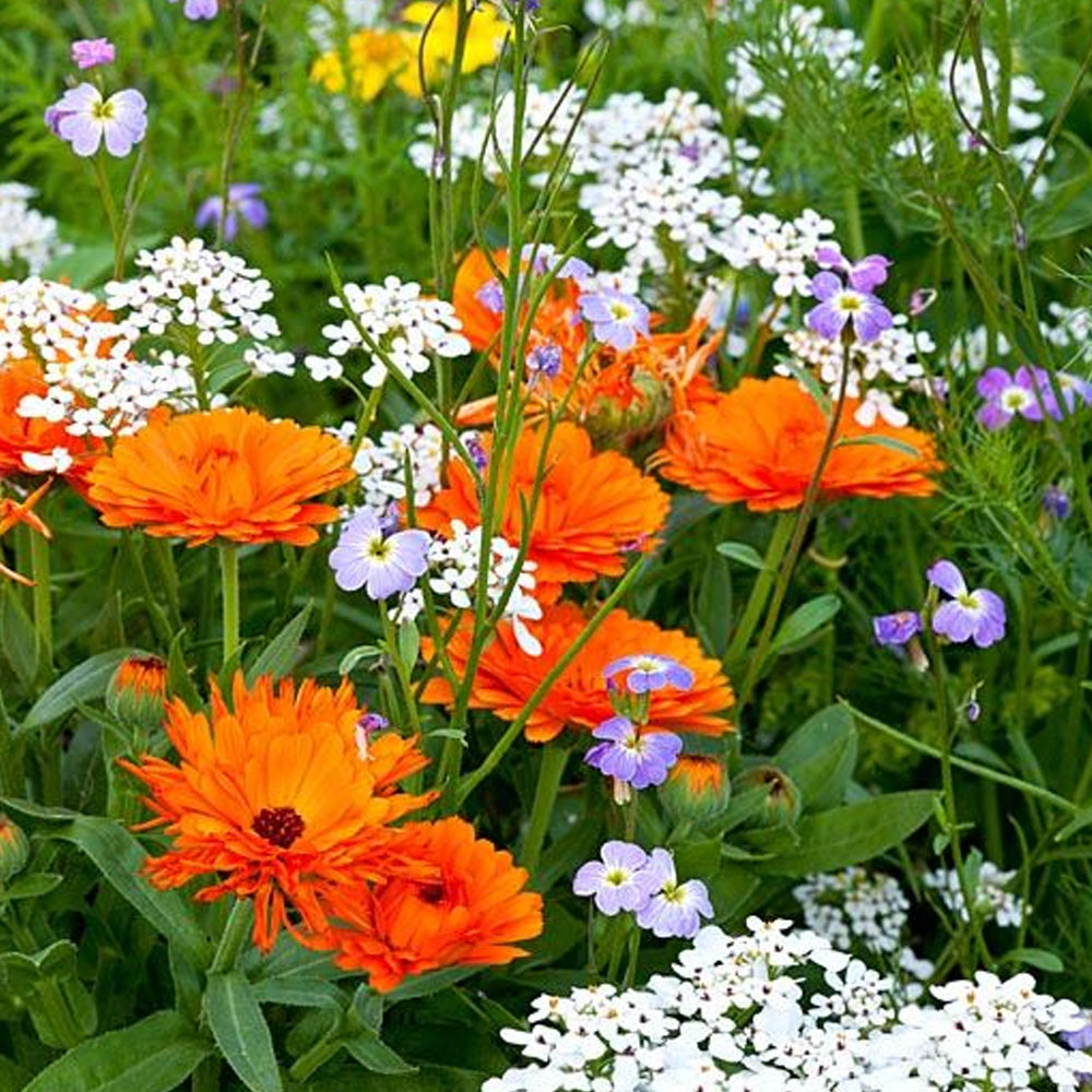 Seminte Galbenele (Calendula officinalis) orange 1g