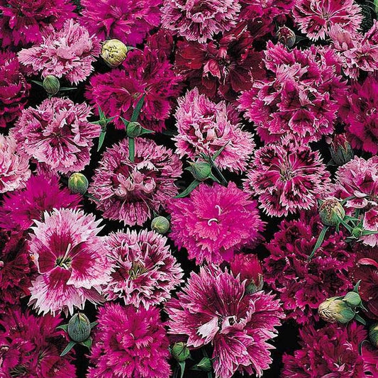 Seminte flori Garoafe Chinezesti (Dianthus chinensis) mix 0.3g