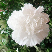 Thumbnail for Seminte flori Garoafe Chabaud (Dianthus caryophyllus) albe 0.2g