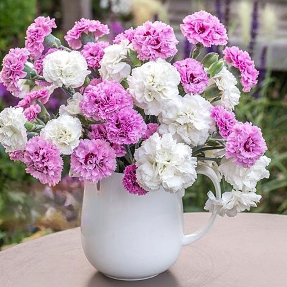 Seminte flori Garoafe Chabaud (Dianthus caryophyllus) albe 0.2g