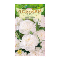 Thumbnail for Seminte flori Garoafe Chabaud (Dianthus caryophyllus) albe 0.2g