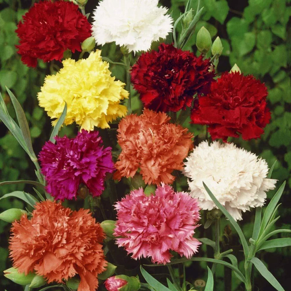 Seminte flori Garoafe Chabaud (Dianthus caryophyllus) Mix 0.2g