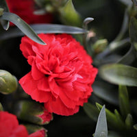 Thumbnail for Seminte flori Garoafe Chabaud (Dianthus caryophyllus) rosii 0.2g