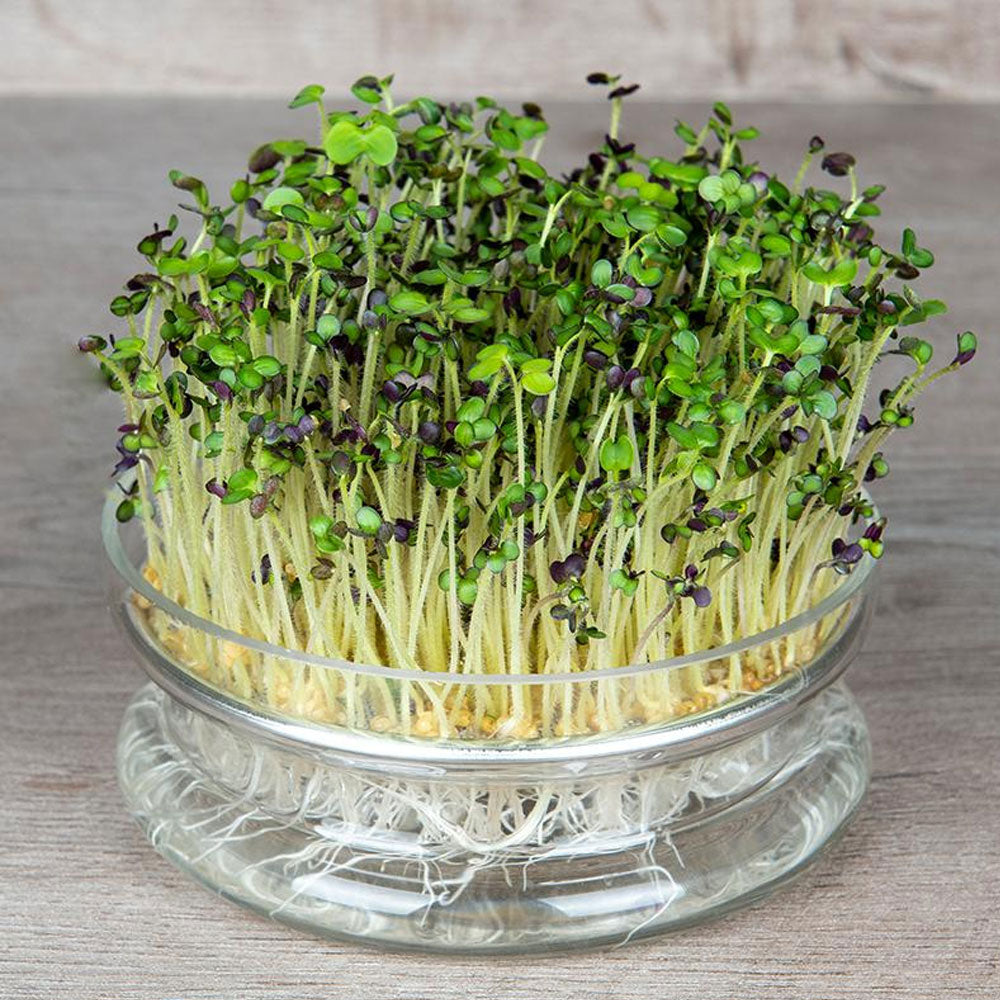 Seminte pentru germinat Mustar Bio 50g