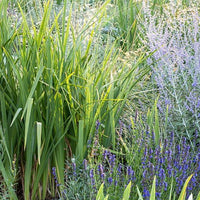 Thumbnail for Seminte Isop 1g