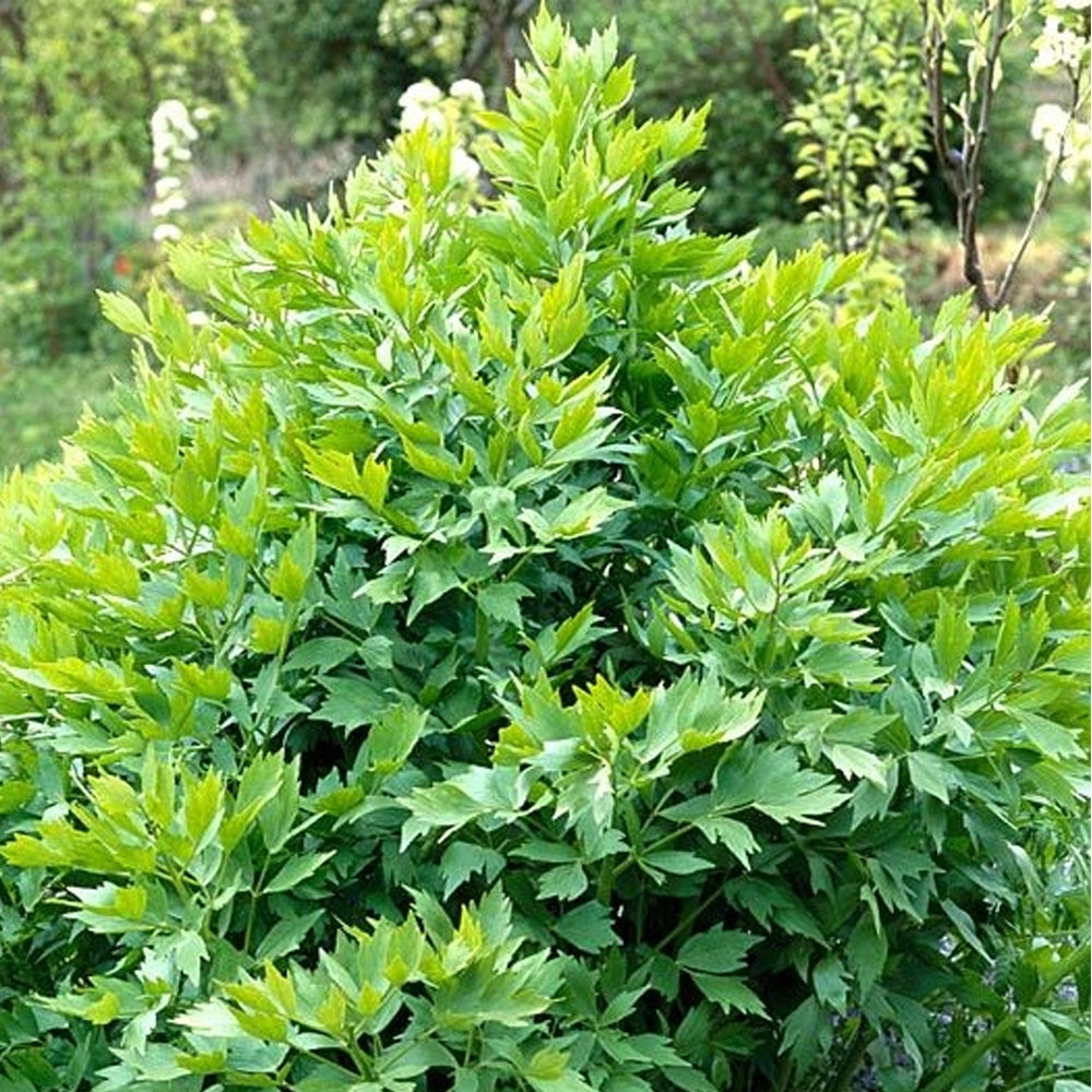 Seminte Leustean Commun 10g