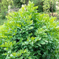 Thumbnail for Seminte Leustean Commun 10g