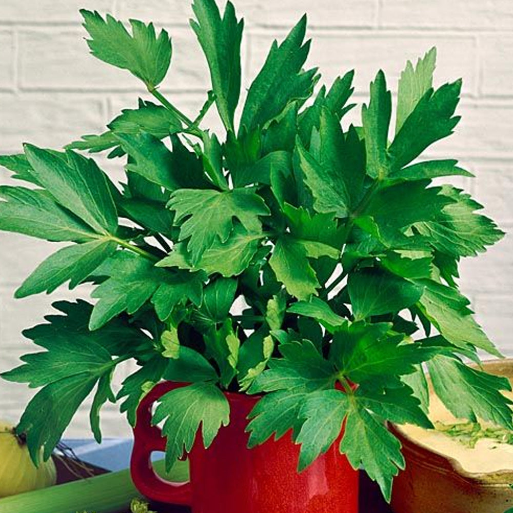 Seminte Leustean Commun 10g