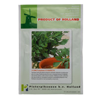 Thumbnail for Seminte Leustean Commun 10g