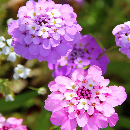 Seminte flori Lilicele (Iberis umbellata) mix 0.3g