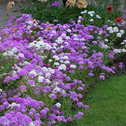 Seminte flori Lilicele (Iberis umbellata) mix 0.3g