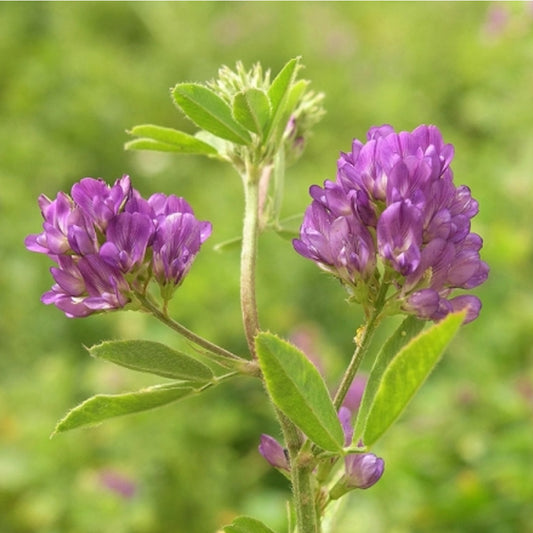 Seminte Lucerna 50 g