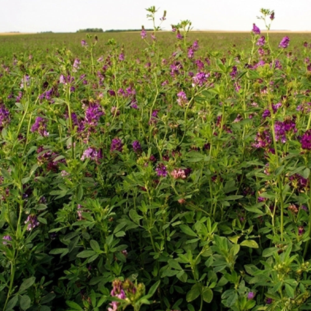 Seminte Lucerna 50 g